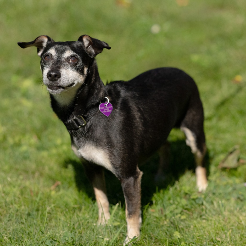 Animal namedHennessy