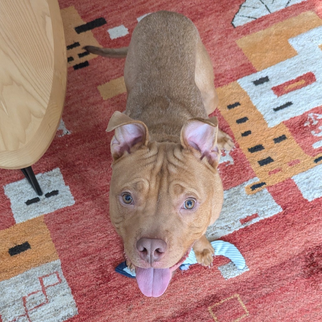 Photo of Minestrone 5