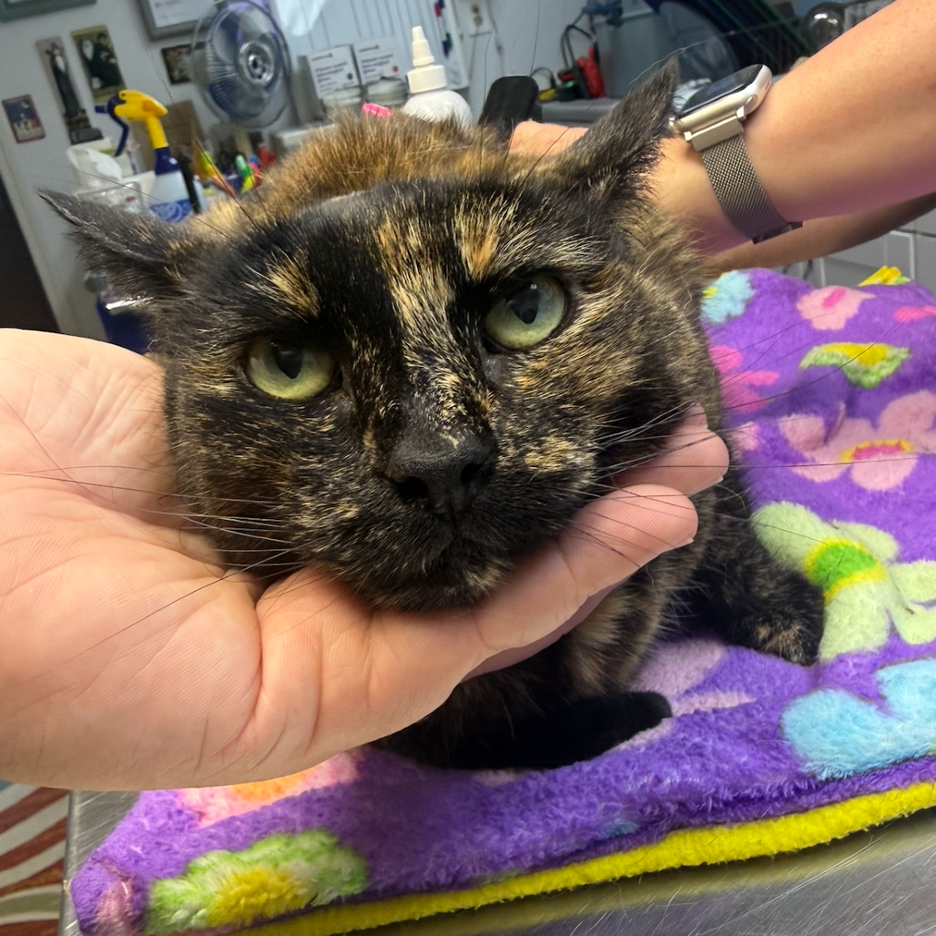 Mari, available for adoption