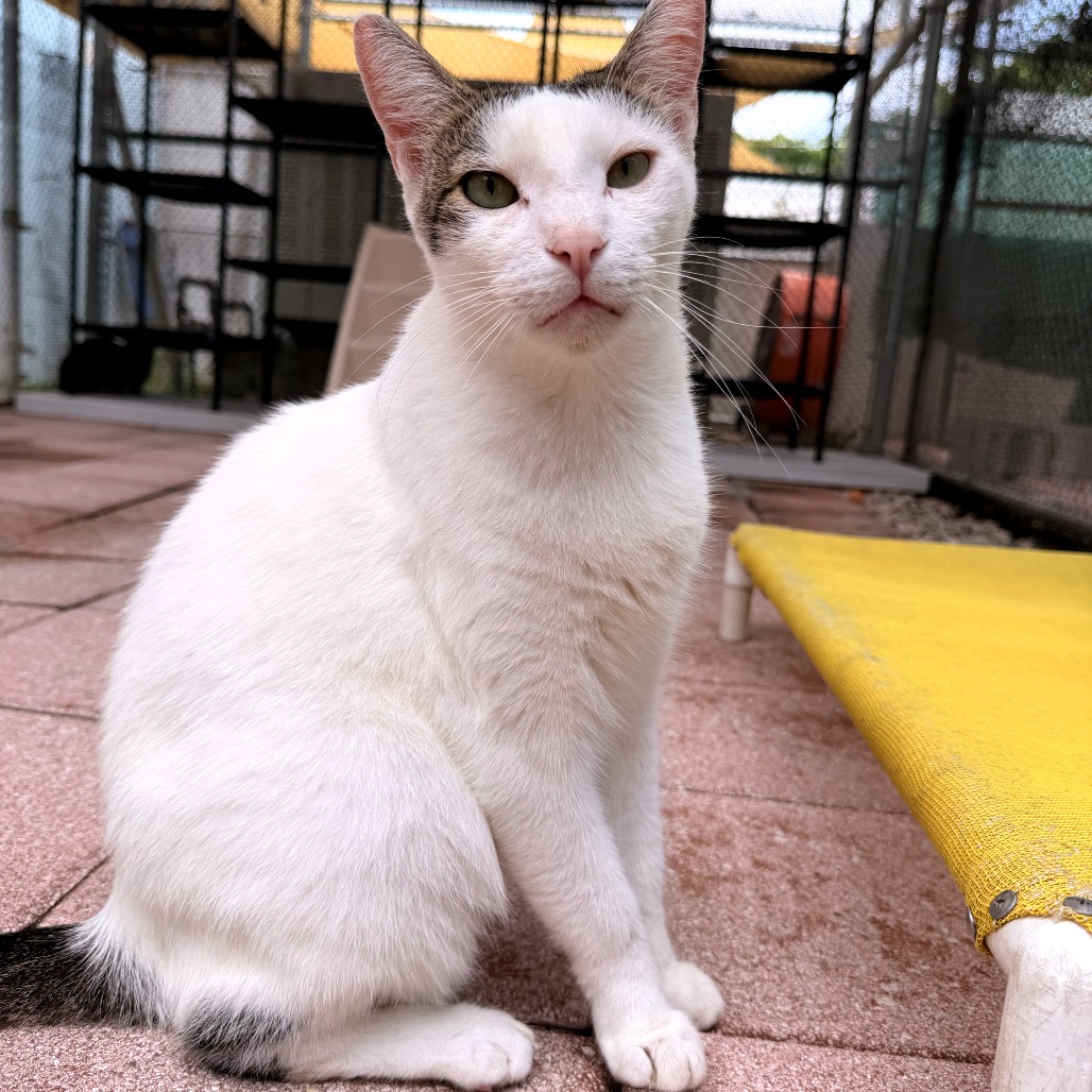 SCAMPI - Domestic Shorthair for adoption in Fort Lauderdale