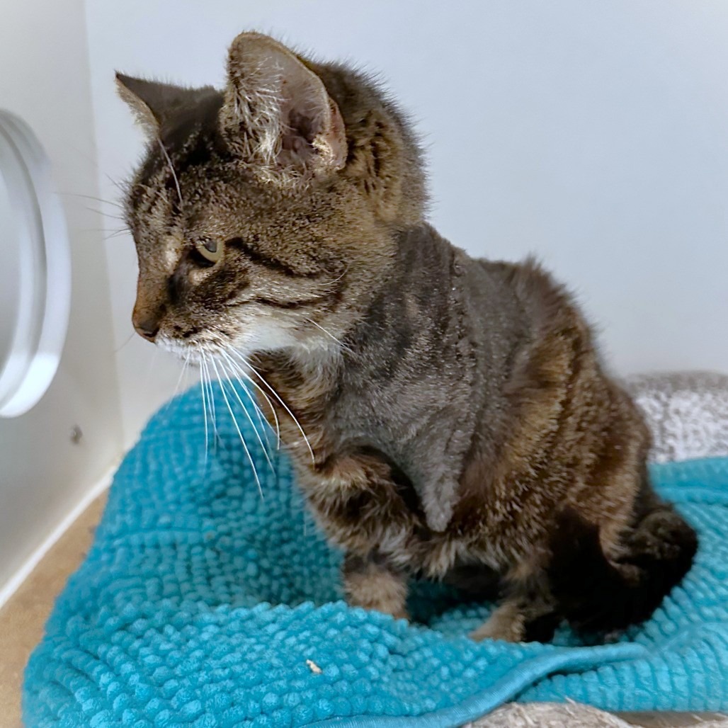 ETHEL - Domestic Shorthair available for adoption