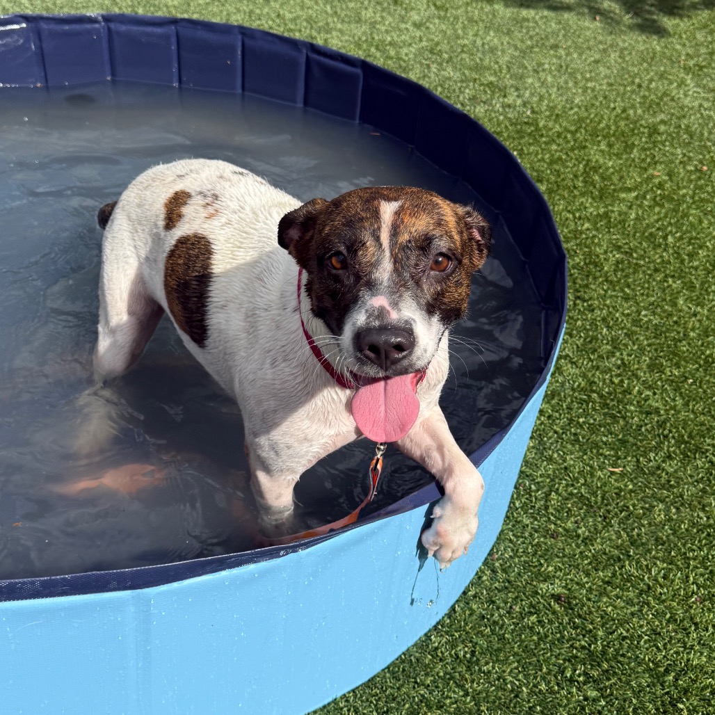 LADYBUG - Mixed Breed (Medium) available for adoption