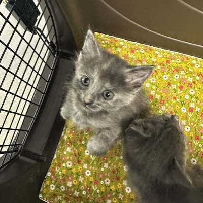 Meowry jane