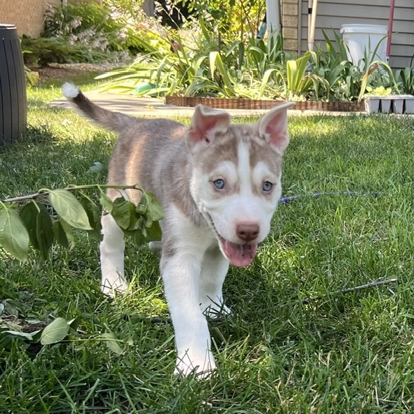 Scout