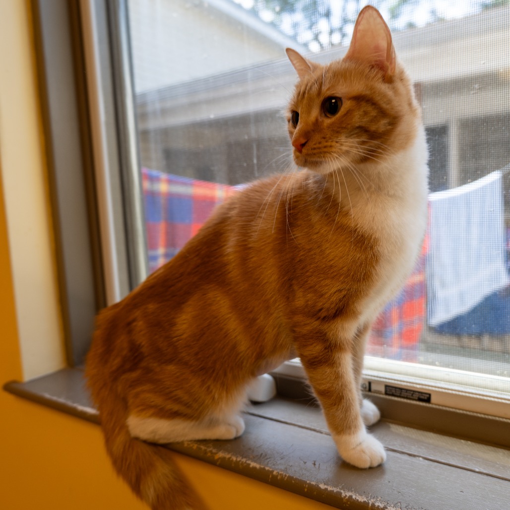 BLAIR WALDORF - Domestic Shorthair available for adoption