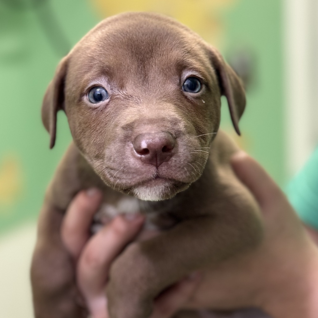 Chocolate Sprinkles — thumbnail 4