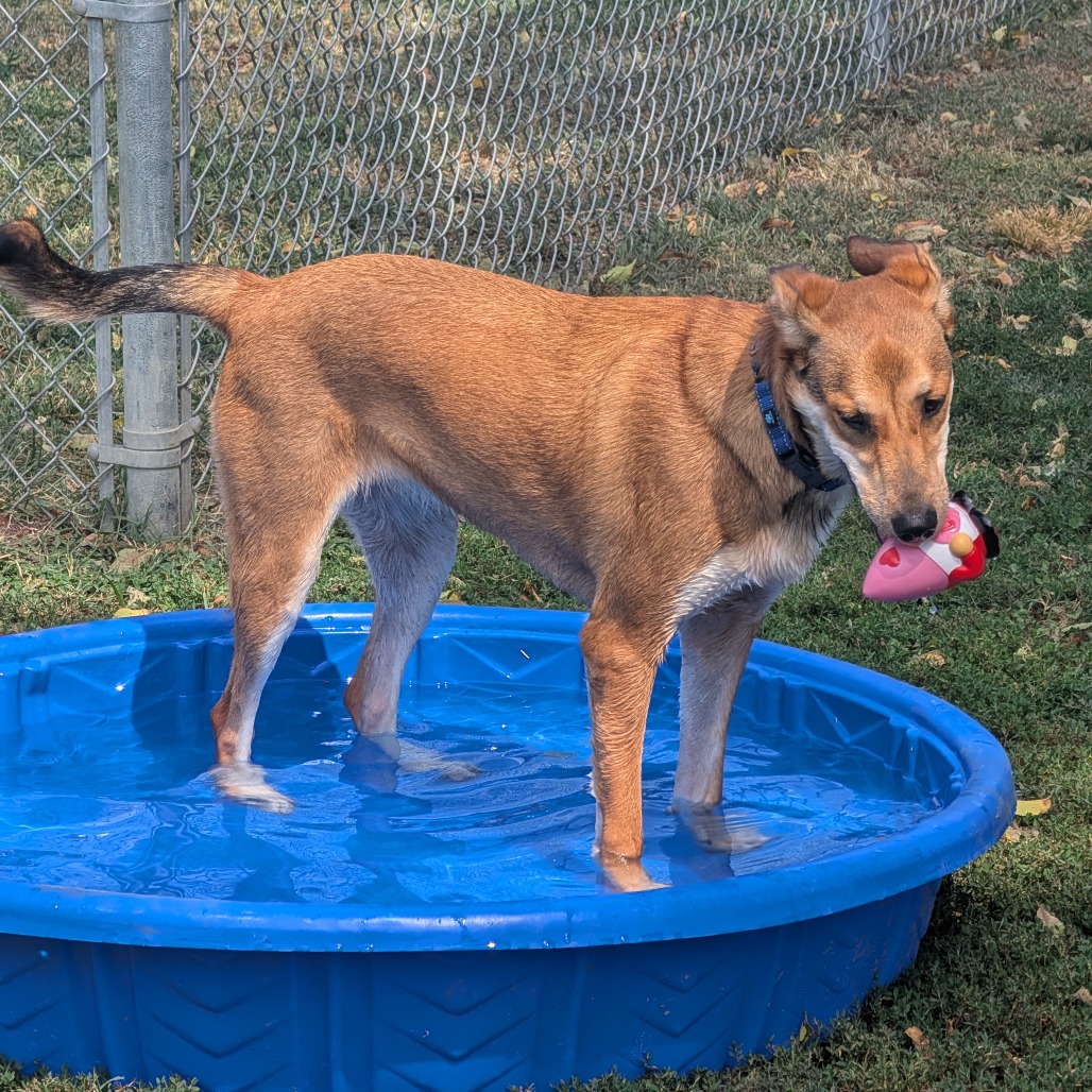 Cooper photo 21