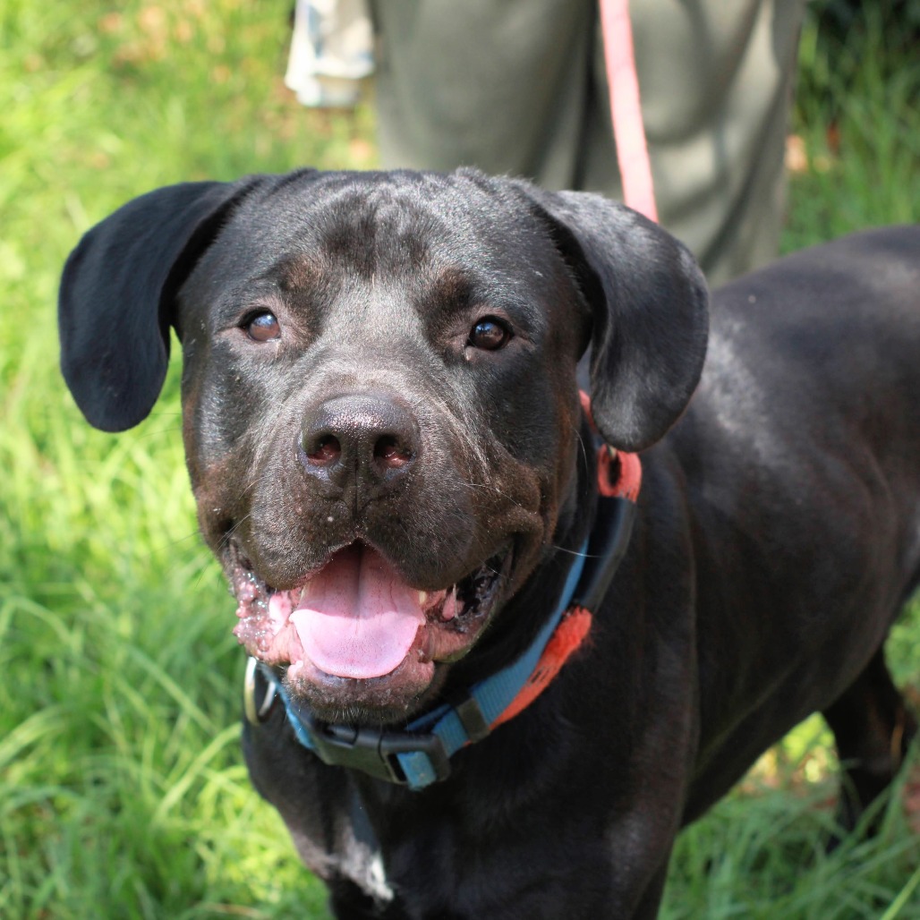KING BOO - Rottweiler / Retriever, Labrador for adoption in Hattiesburg