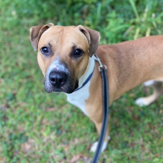 STANLEY - Mixed Breed (Large) available for adoption