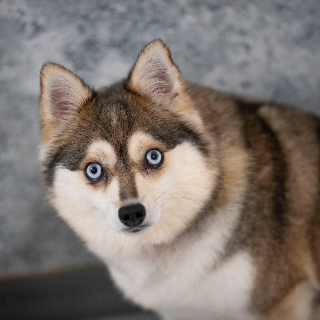 ALPINE (AG26-182) - Pomeranian / Klee Kai available for adoption