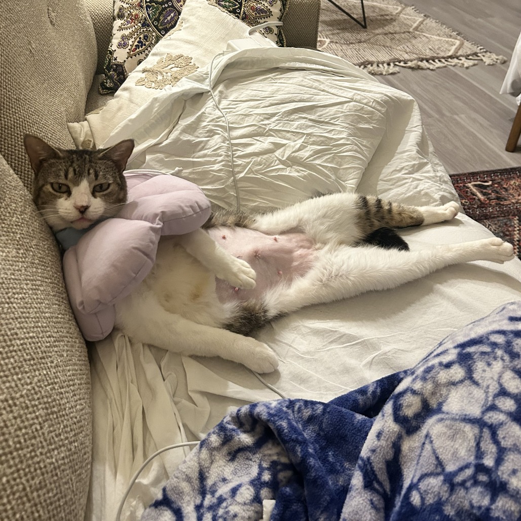 Stracciatella — thumbnail 9