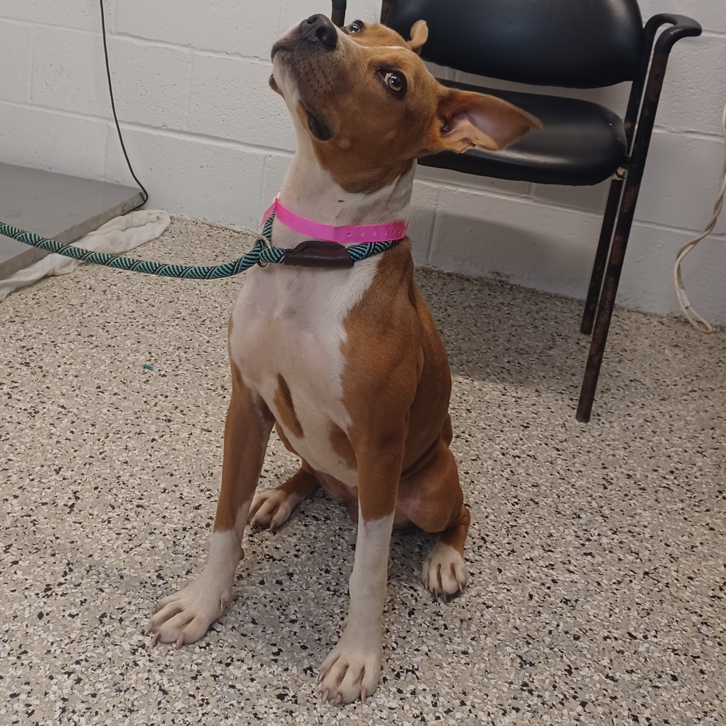THE DOG FORMERLY KNOWN AS DAISY