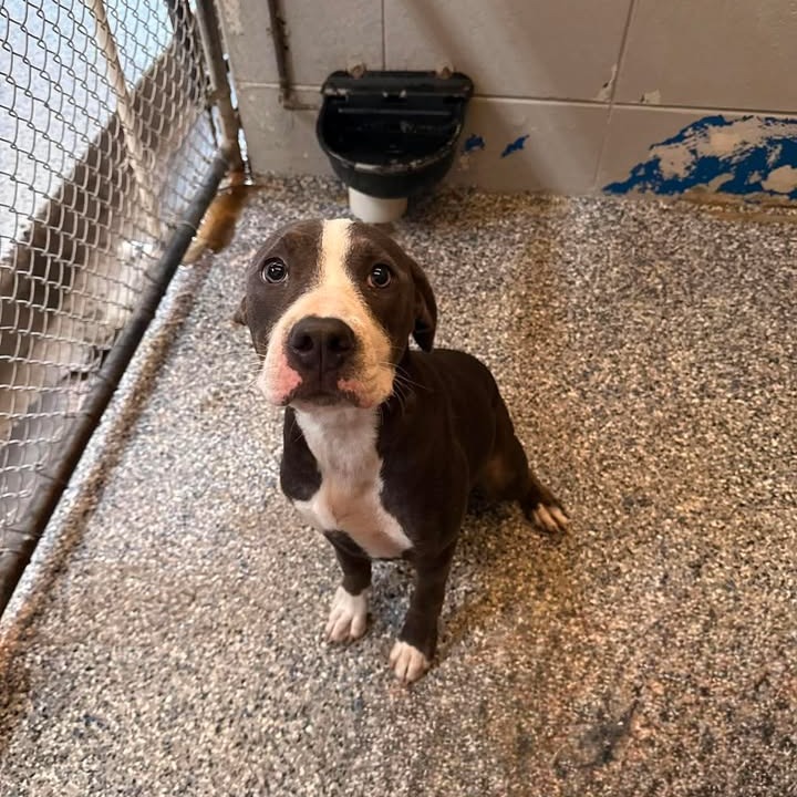 ELLA - Terrier / Pit Bull available for adoption