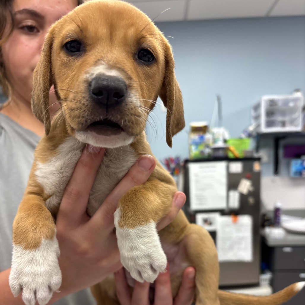 WINKY - Hound / Retriever available for adoption