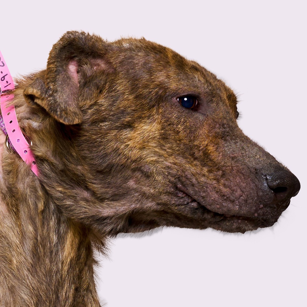 “Lexi” Electra (aka Chew-Chee), photo 6