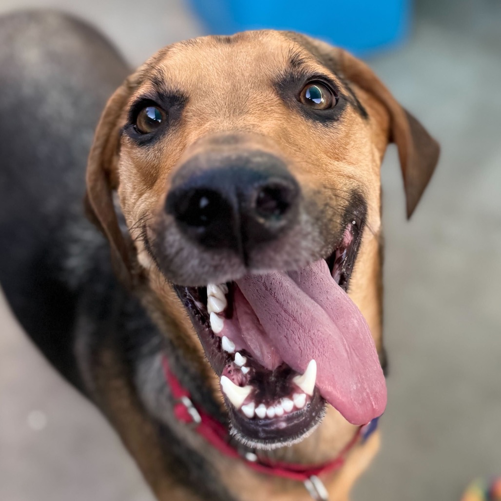 Jack — thumbnail 4