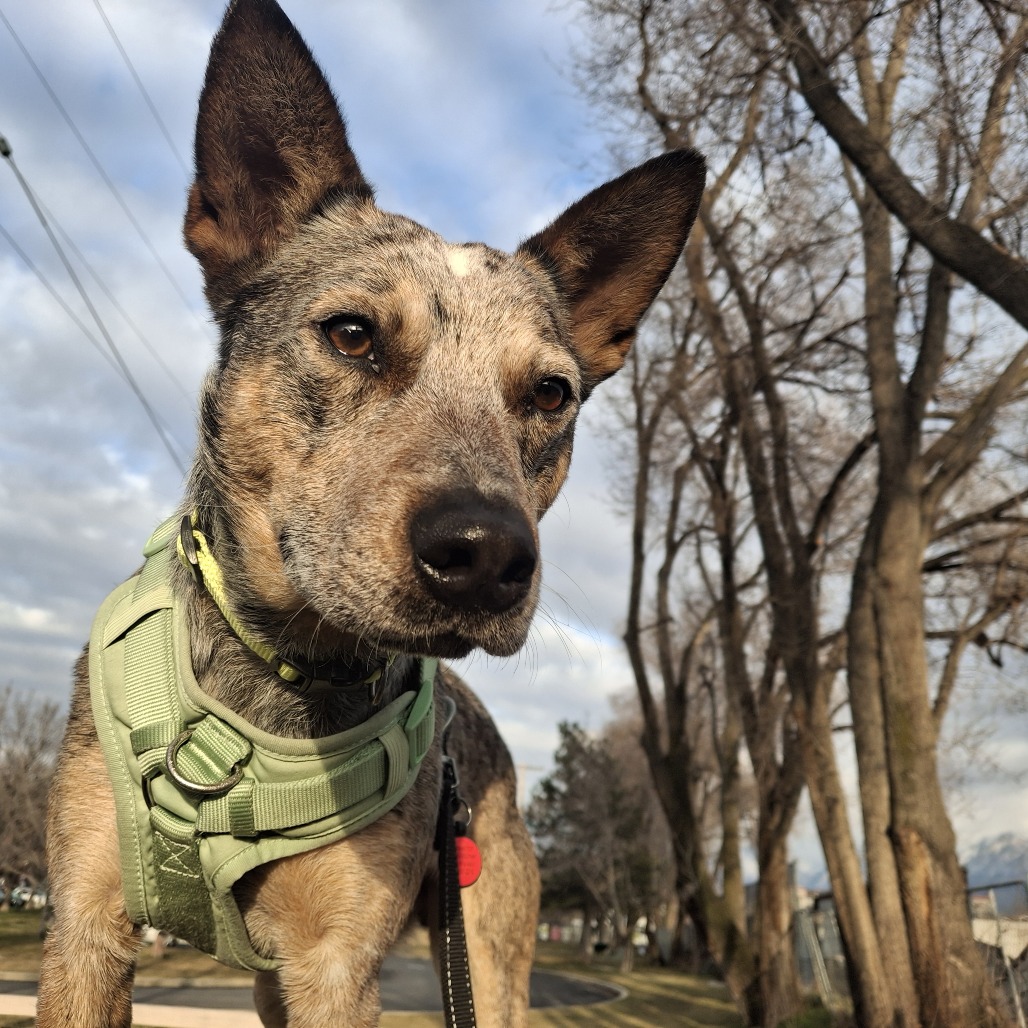 Gimly — thumbnail 3