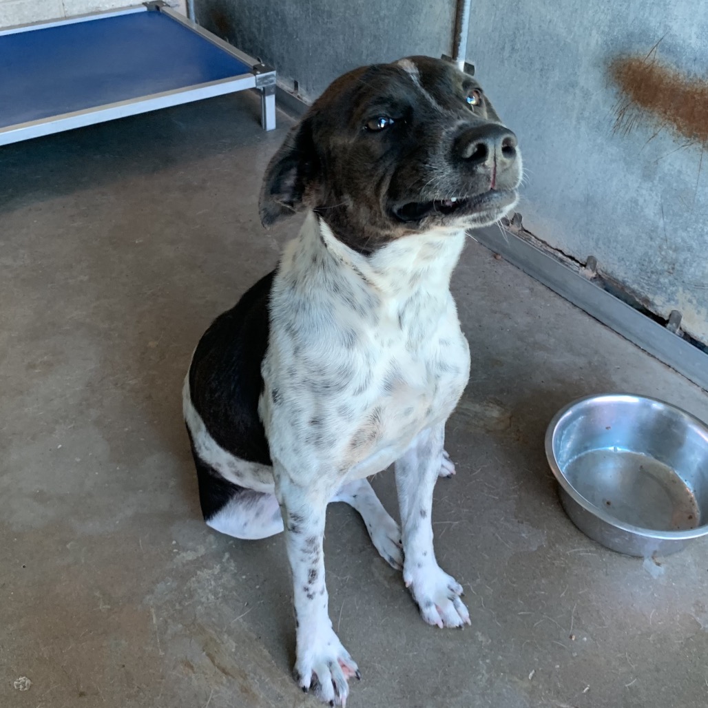 CARRIE FISHER - American Blue Heeler / Mixed Breed (Medium) available for adoption
