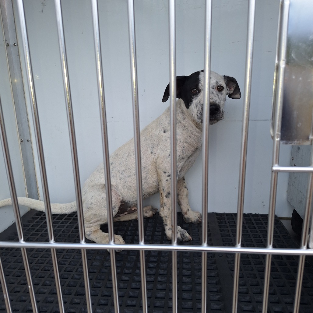 Kennel#10b Nikey's preview photo