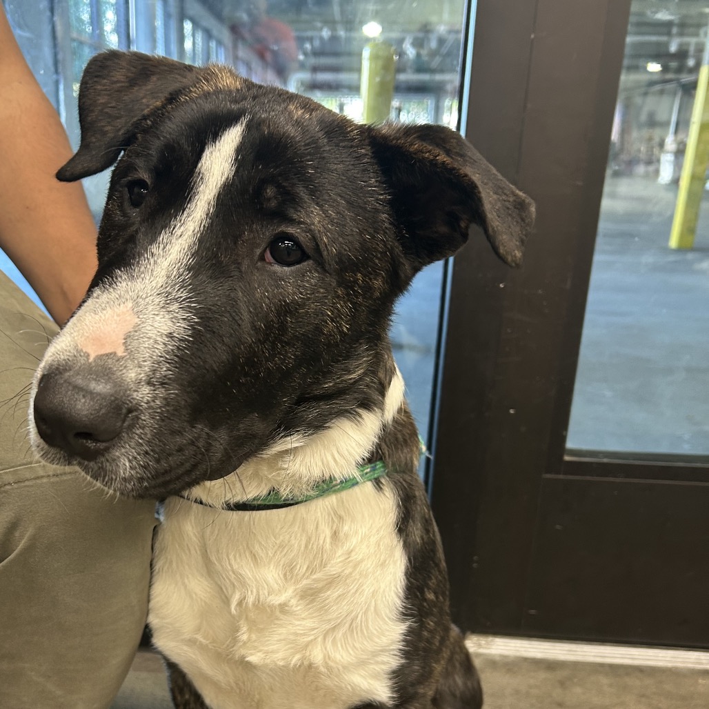 Braxton — thumbnail 2