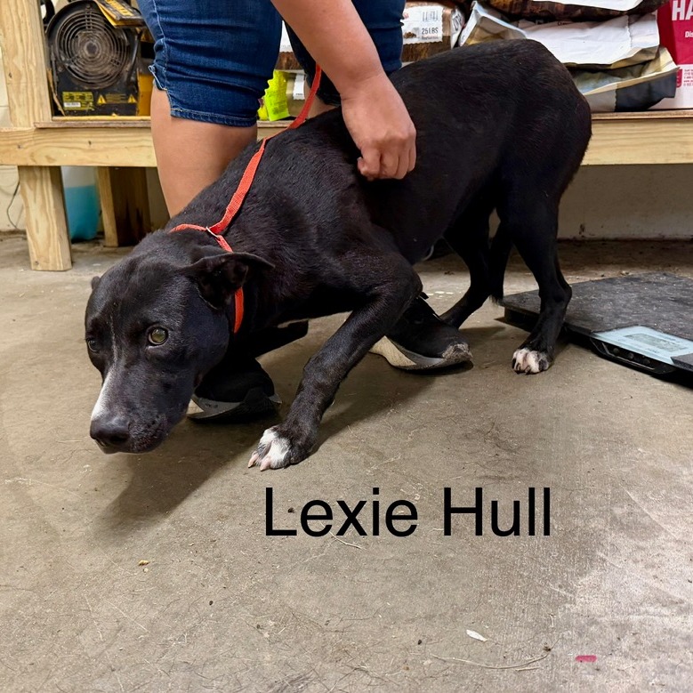 LEXIE HULL - Mixed Breed (Medium) available for adoption