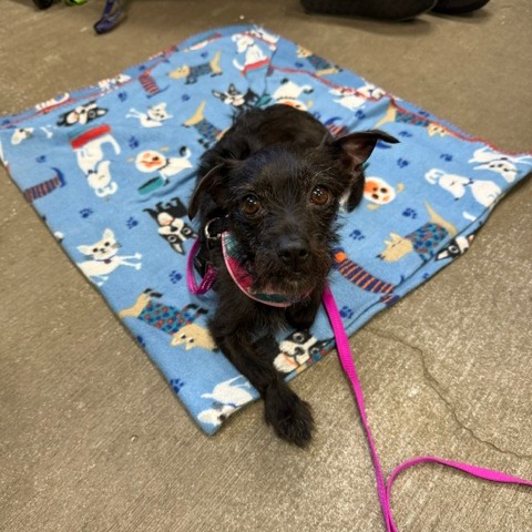 MUNECA - Mixed Breed (Small) for adoption in Vancouver