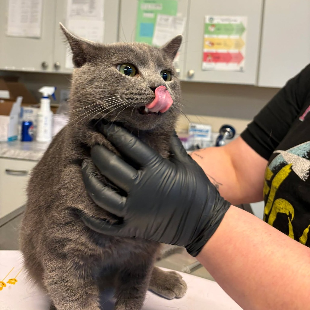 Czar — thumbnail 2