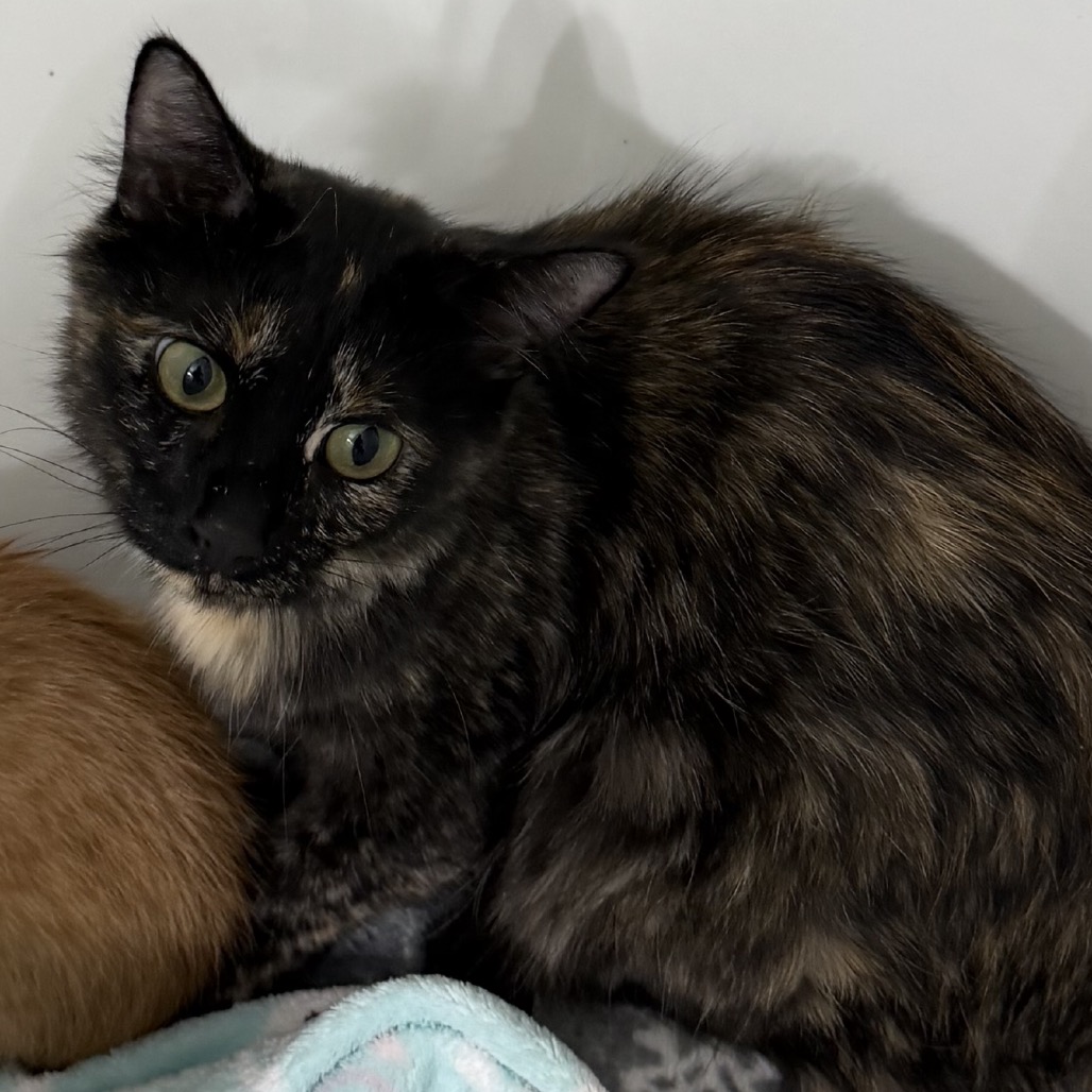 HERA - Domestic Shorthair available for adoption