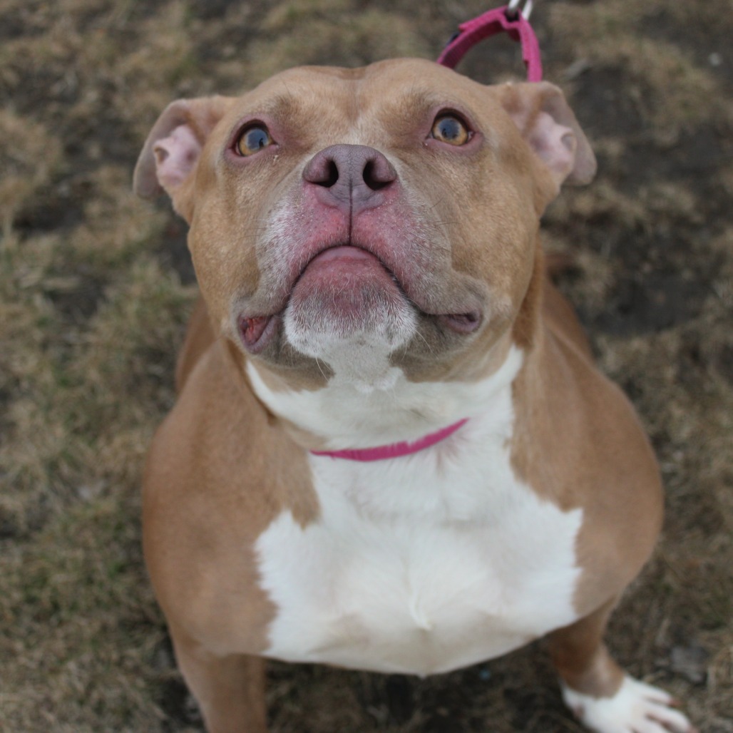 Belle — thumbnail 4