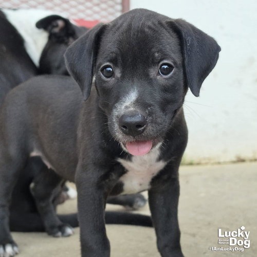 SUNNY - Retriever / Black Labrador available for adoption