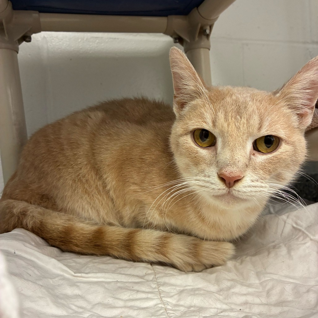 Frosting — thumbnail 4