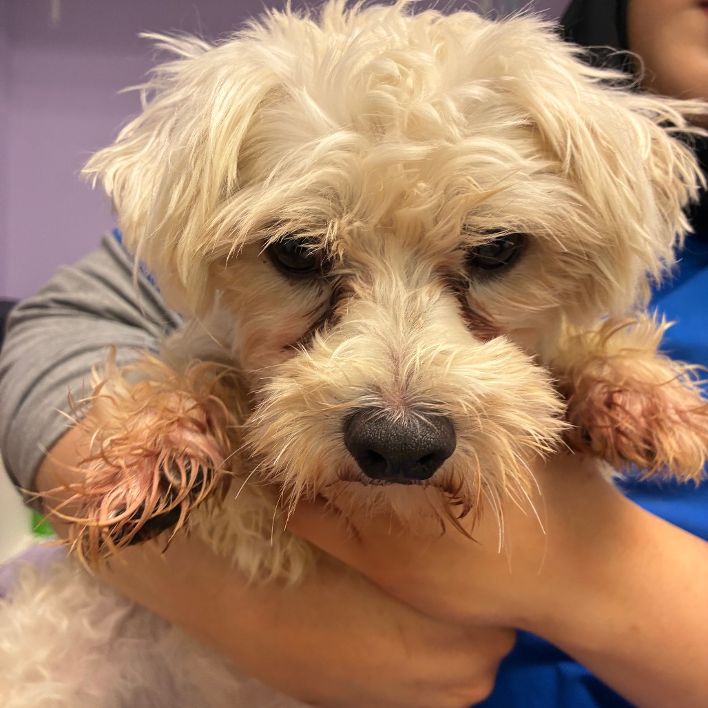 Maltese