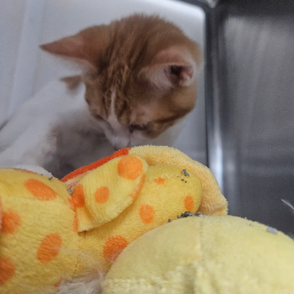 PEACH - Domestic Shorthair available for adoption