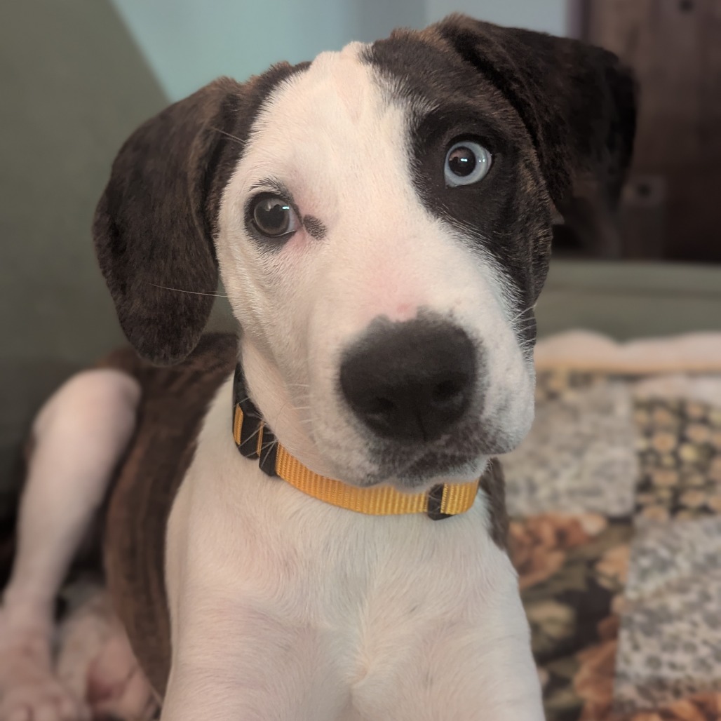 Charlie is available for adoption at Anderson Humane