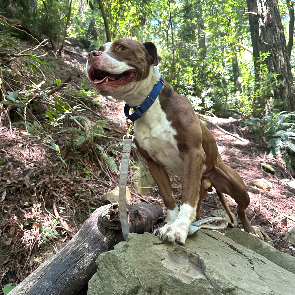 Reverie — thumbnail 2