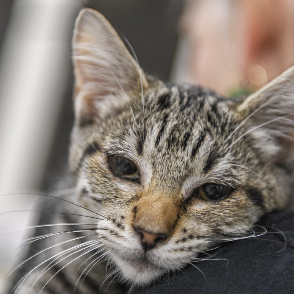Tamera - Domestic Shorthair