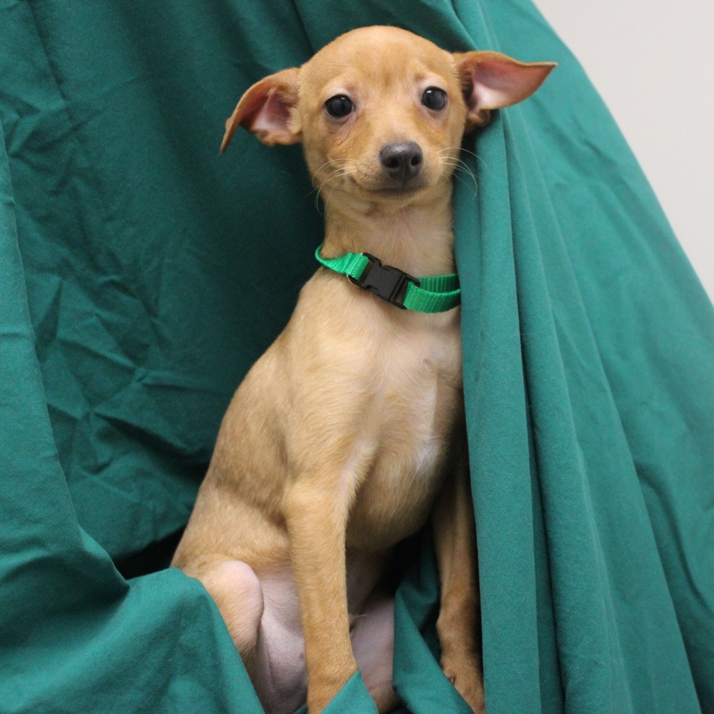 Prince — thumbnail 3