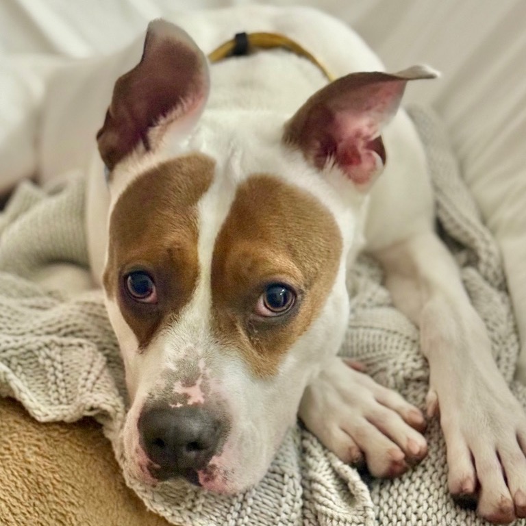 Close-up photo of Mistletoe