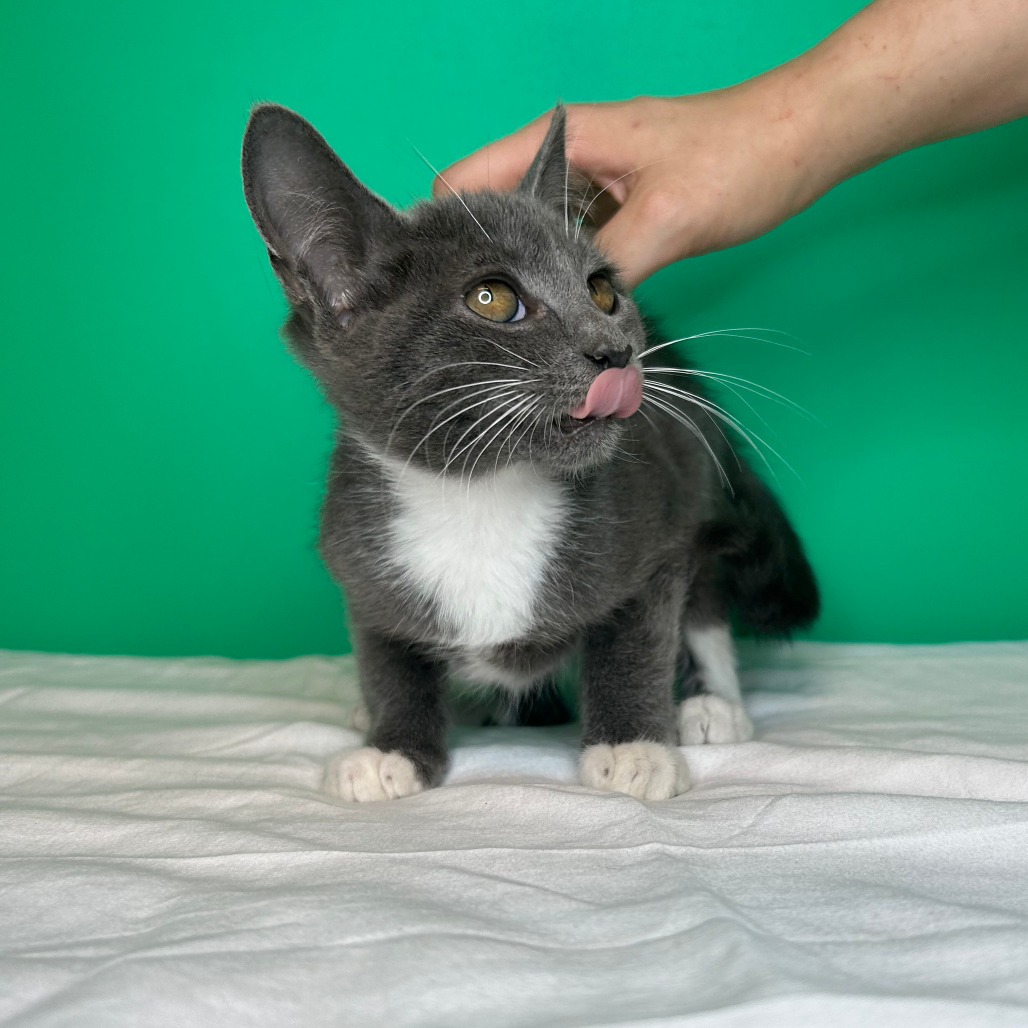 MARIE - Domestic Shorthair / Russian Blue available for adoption