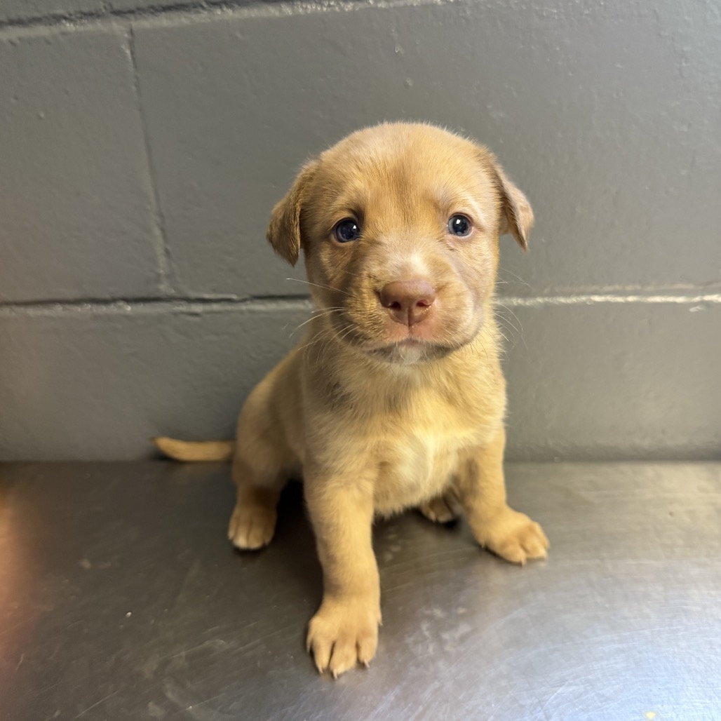 Tusc Stray 84534 2 3 4 5 6