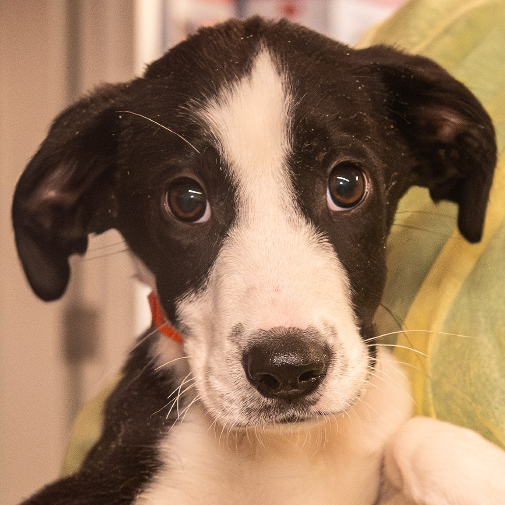Mixed Breed