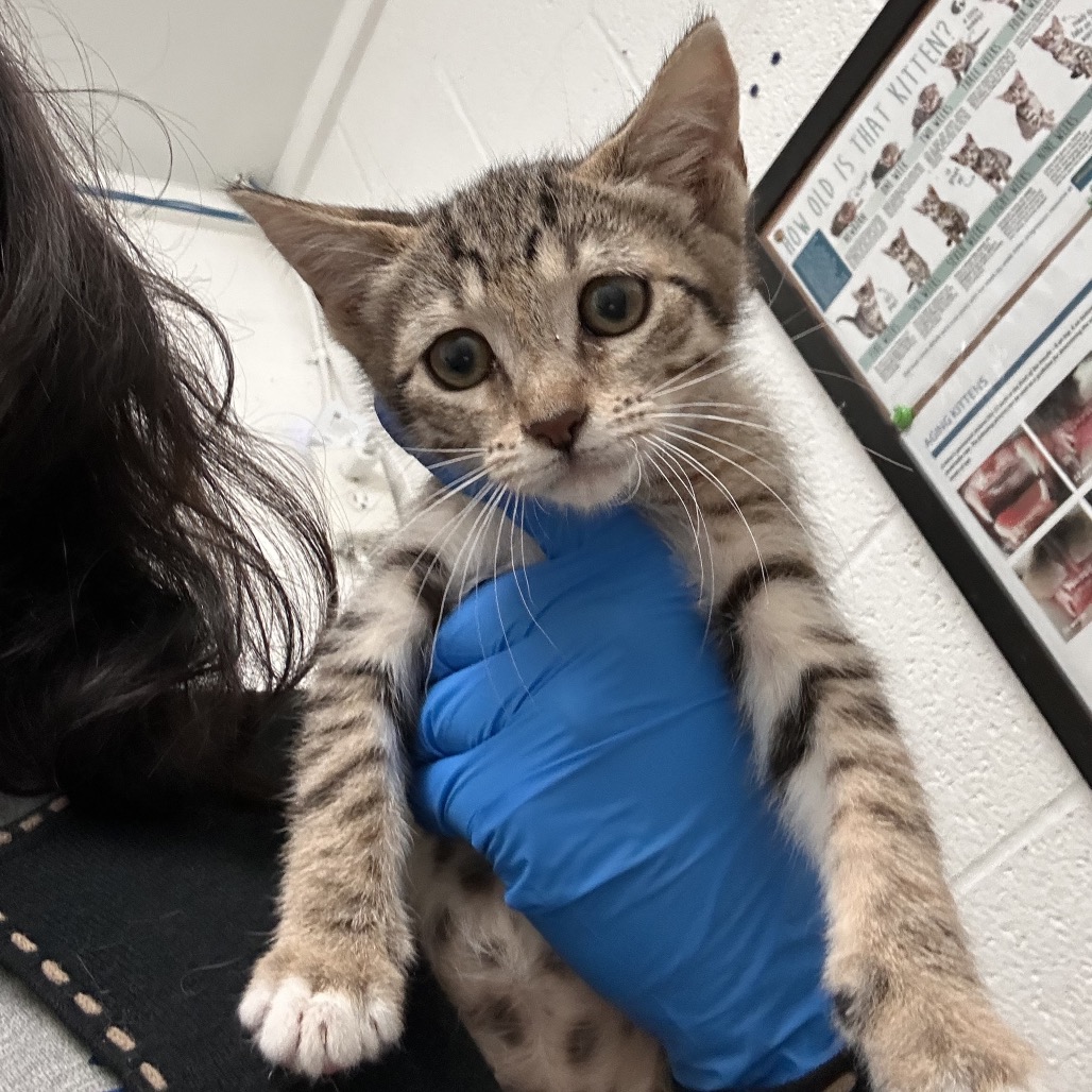 ARCHAEA - American Shorthair available for adoption