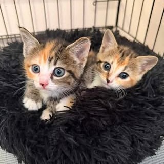 GIGGLE (BONDED WITH WIGGLE) - Domestic Shorthair available for adoption