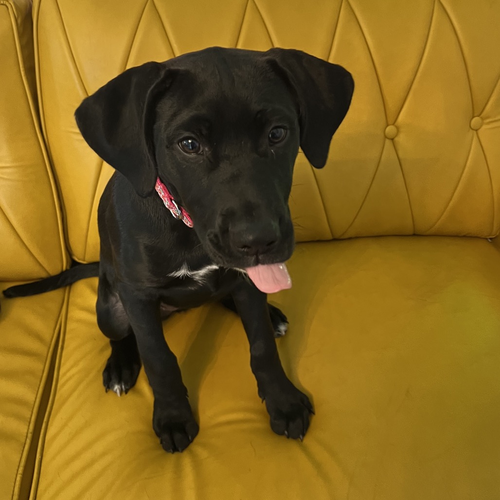 Polka Dot  aka Dottie
