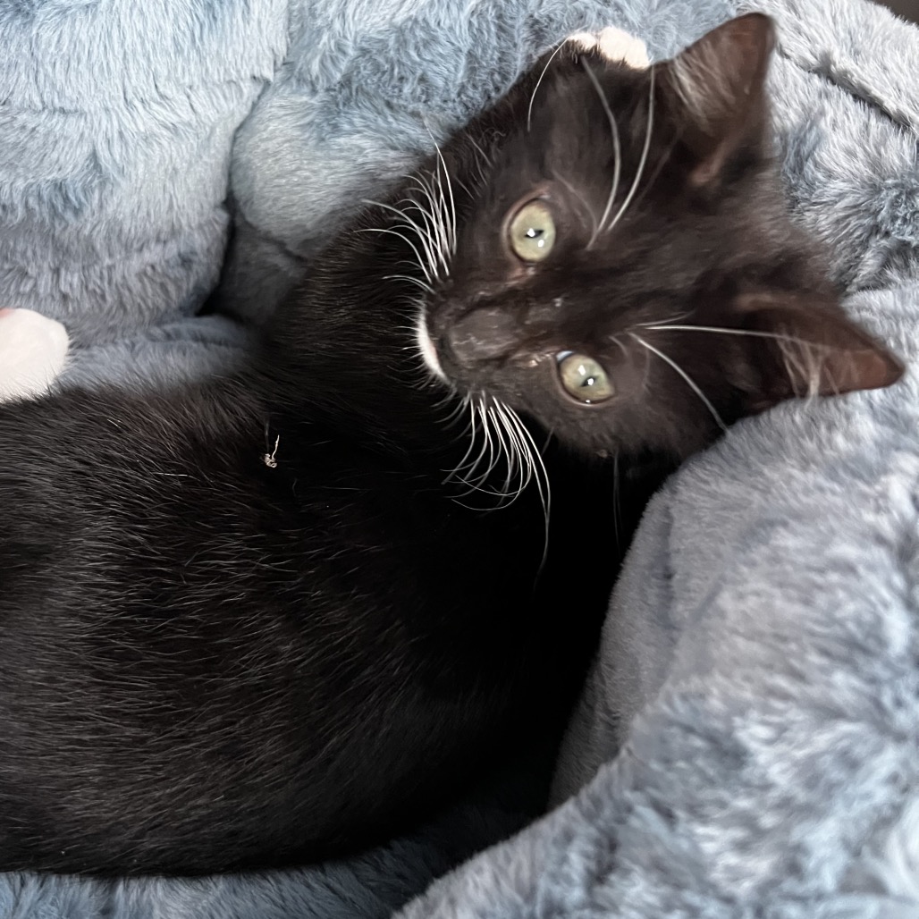 TINEY - Domestic Shorthair for adoption in Edinburg