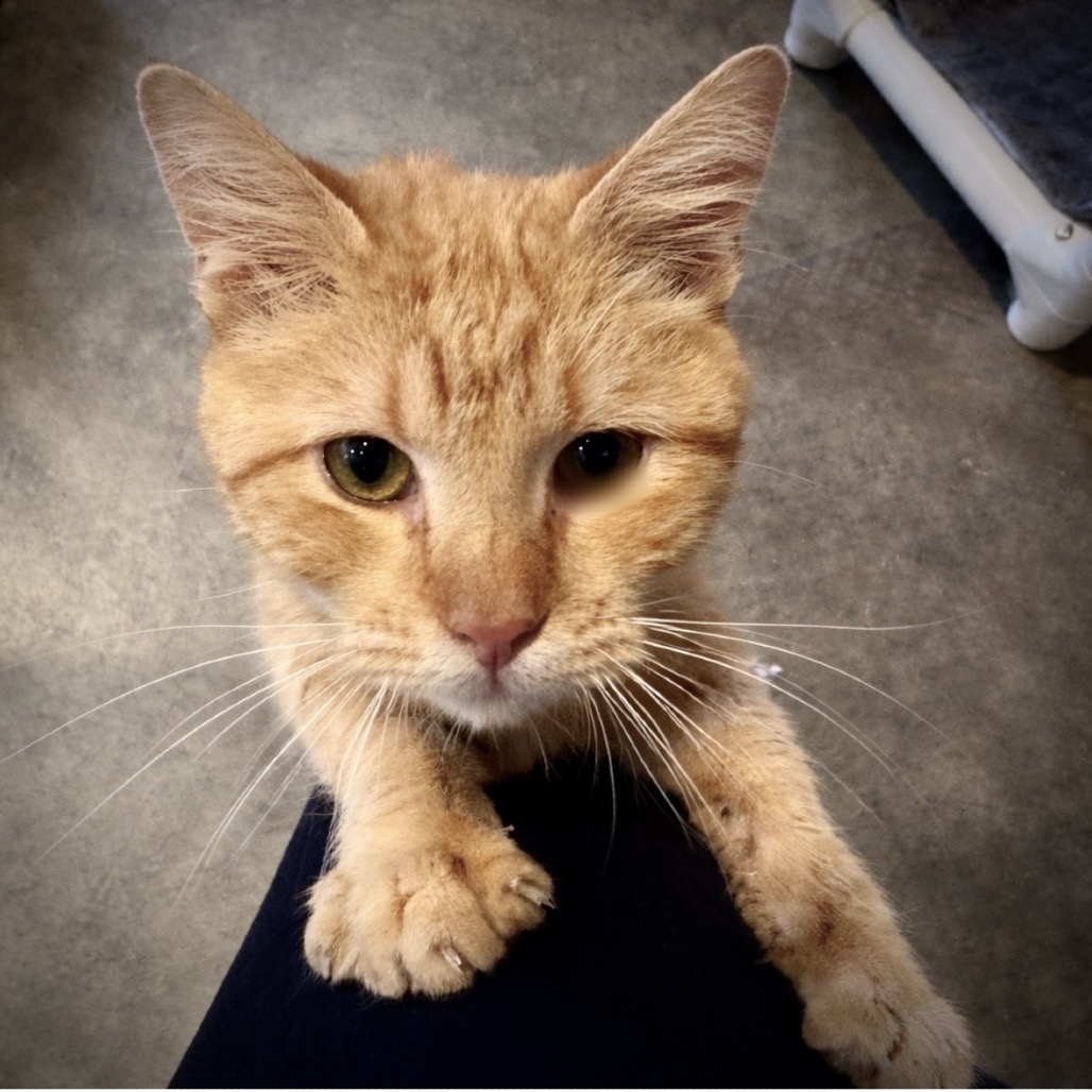 Street Cred Red — thumbnail 10