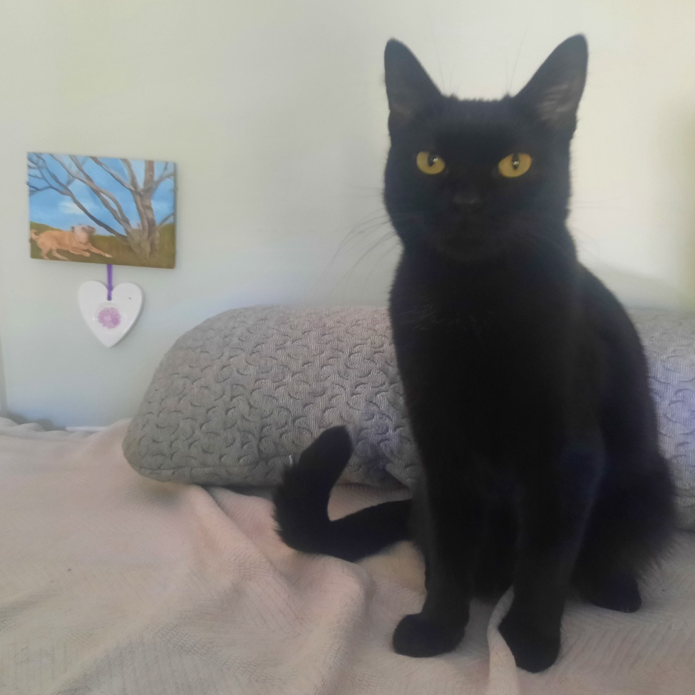 Cinder, photo 8