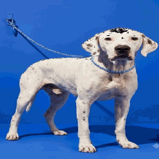 Mixed Breed