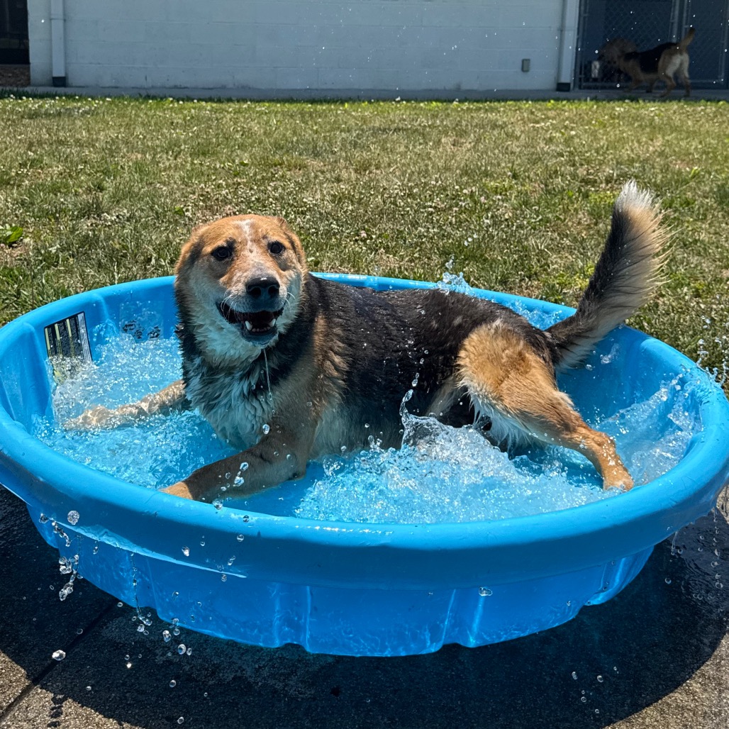 Available Dogs : What We Do : SPCA of Martinsville & Henry County