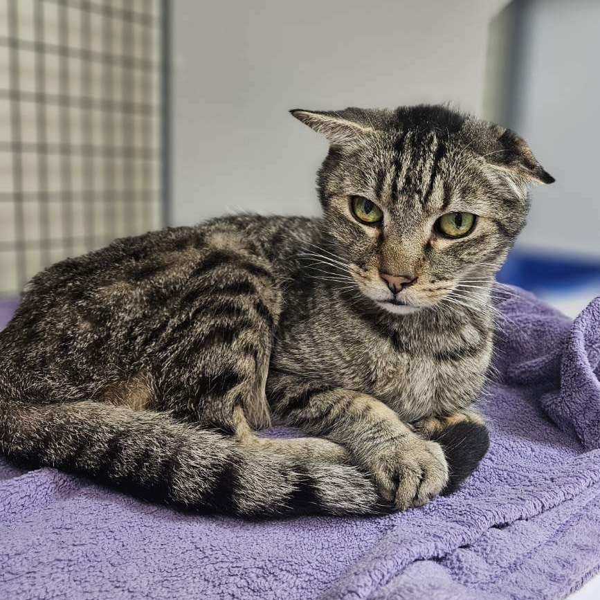 A#117a's preview photo